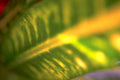 philodendron leaf macro Tropical Plant 1980s A4 Photo Print