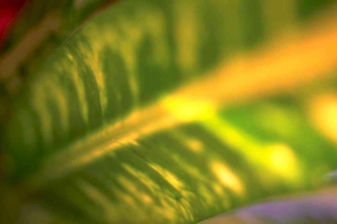 philodendron leaf macro Tropical Plant 1980s A4 Photo Print