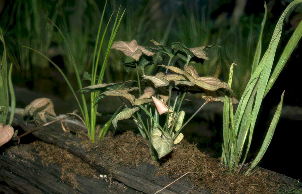 philodendron reeds plants Vintage A4 Photo Print