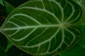 philodendron venation macro Tropical Plant 1980s A4 Photo Print