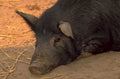 pig black resting 1980s 1990s A4 Photo Print