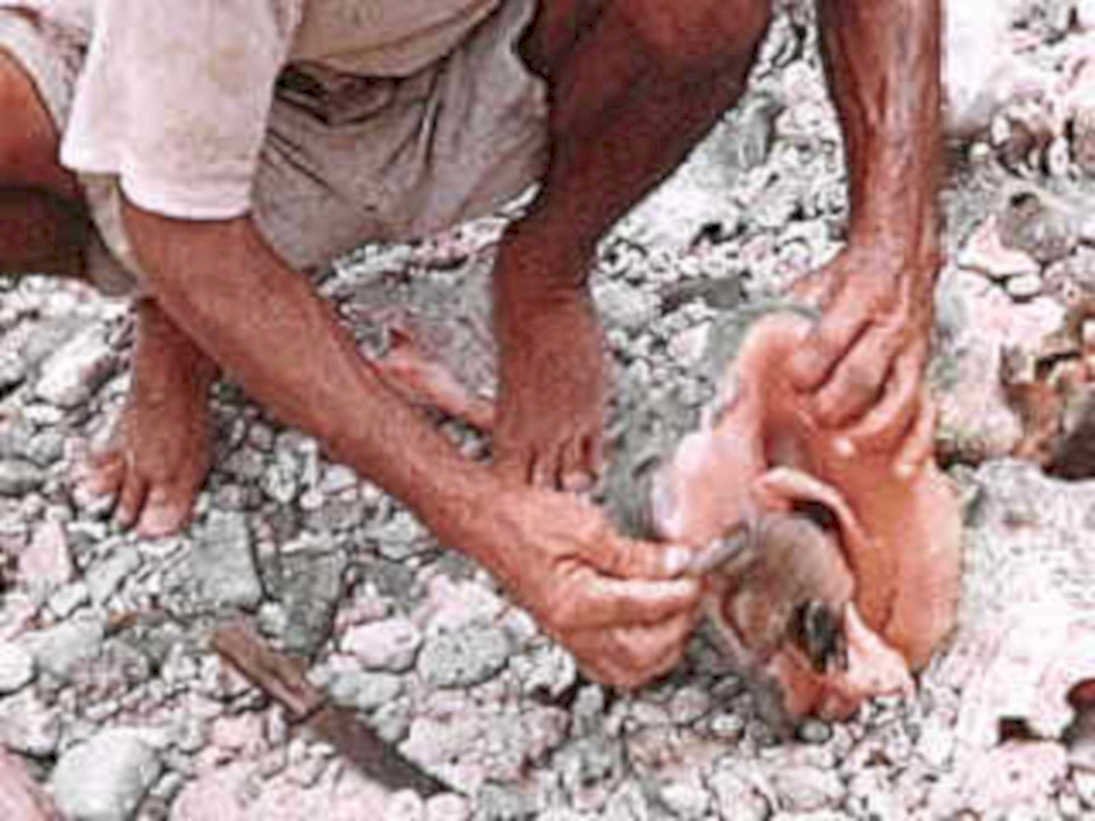 pig butchering beach1980s 1990s A4 Photo Print