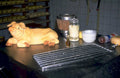 pig butchering table 1980s 1990s A4 Photo Print