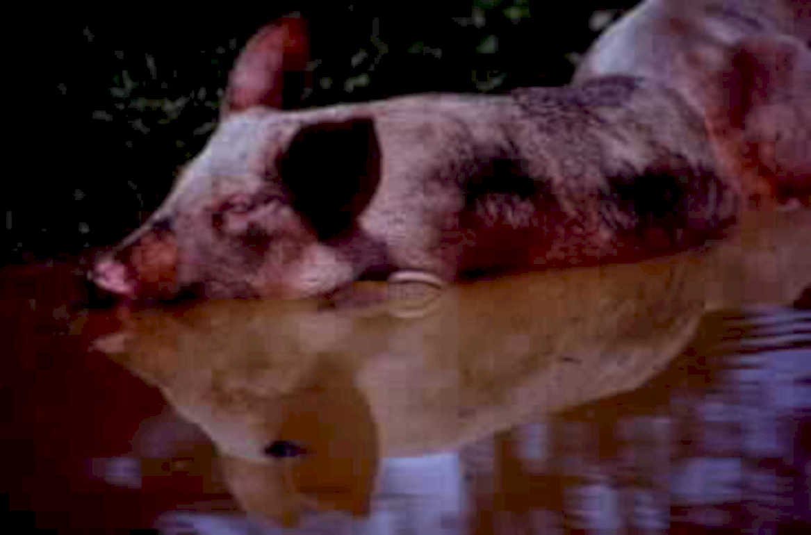 pig mud reflection1980s 1990s A4 Photo Print