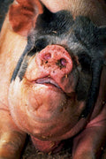 pig muddy face1980s 1990s A4 Photo Print