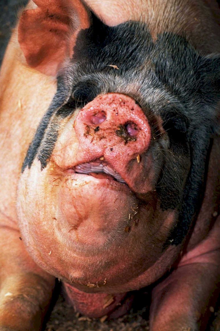 pig muddy face1980s 1990s A4 Photo Print