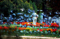 pigeon garden paris1980s 1990s A4 Photo Print