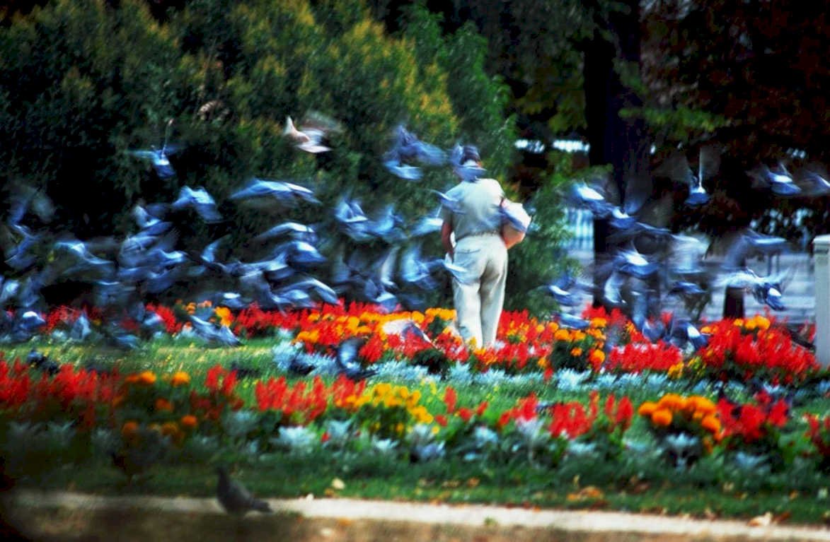 pigeon garden paris1980s 1990s A4 Photo Print