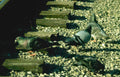 pigeons boardwalk city Vintage A4 Photo Print