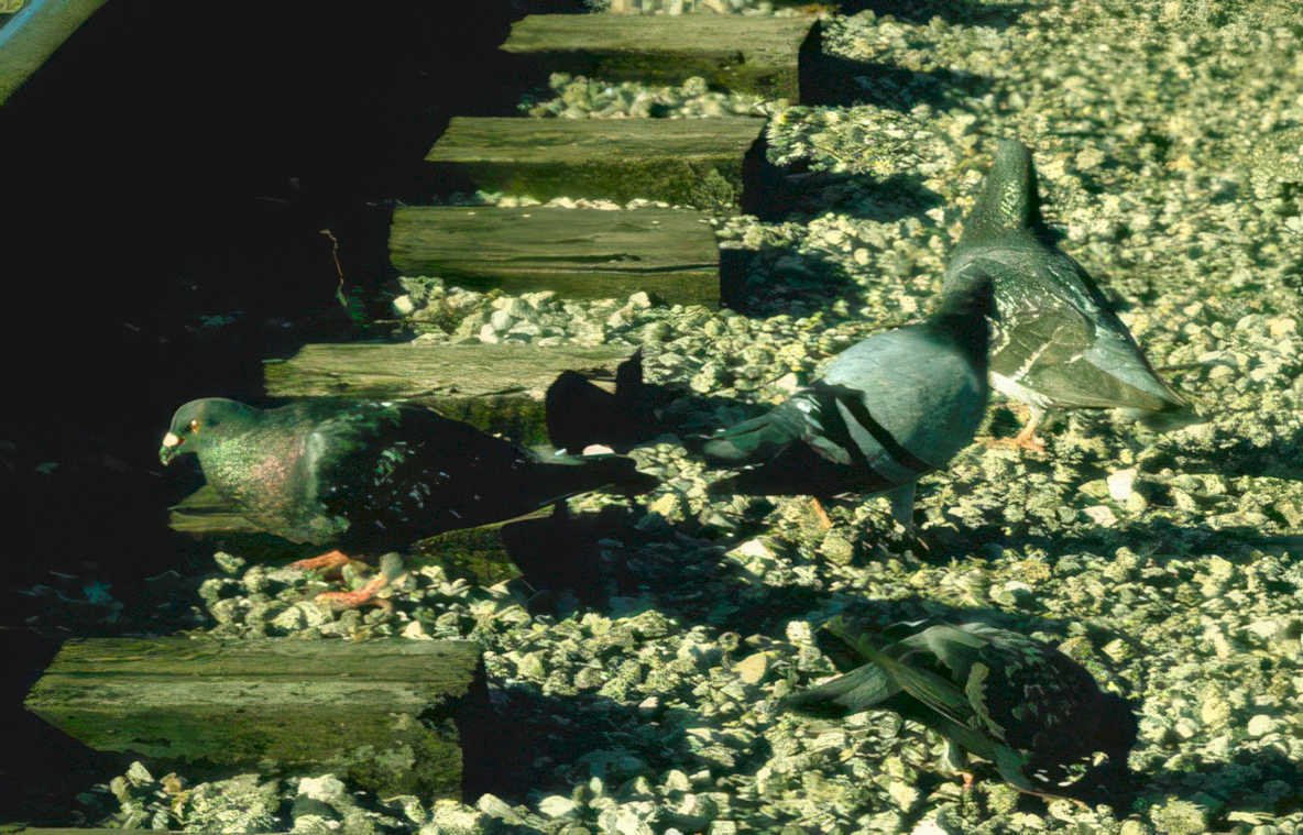 pigeons boardwalk city Vintage A4 Photo Print
