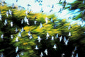 pigeons flight park1980s 1990s A4 Photo Print