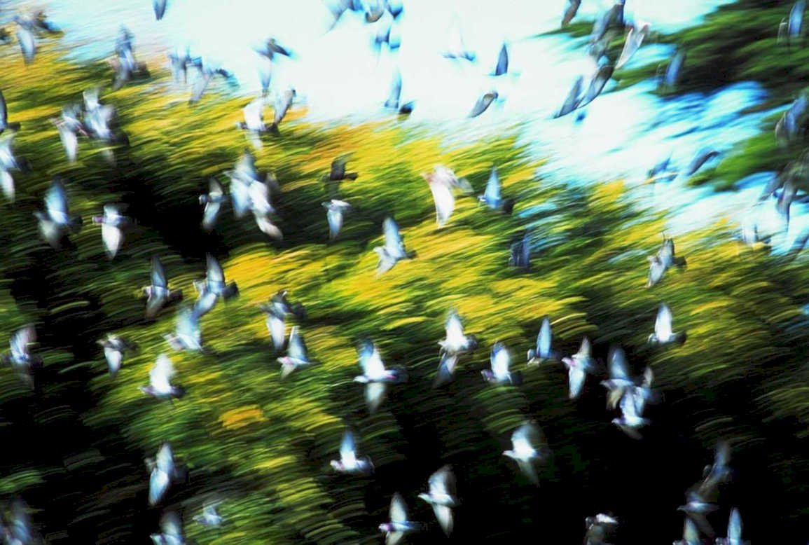 pigeons flight park1980s 1990s A4 Photo Print