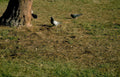 pigeons grass tree 1 Vintage A4 Photo Print