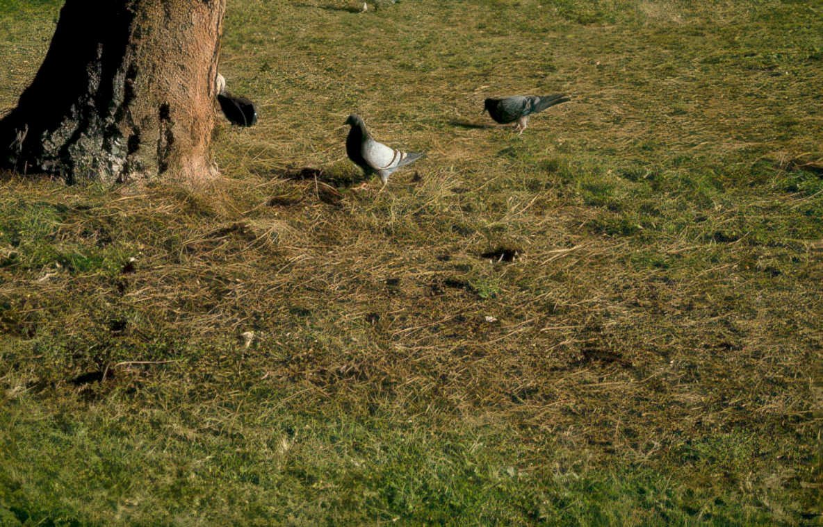 pigeons grass tree 1 Vintage A4 Photo Print