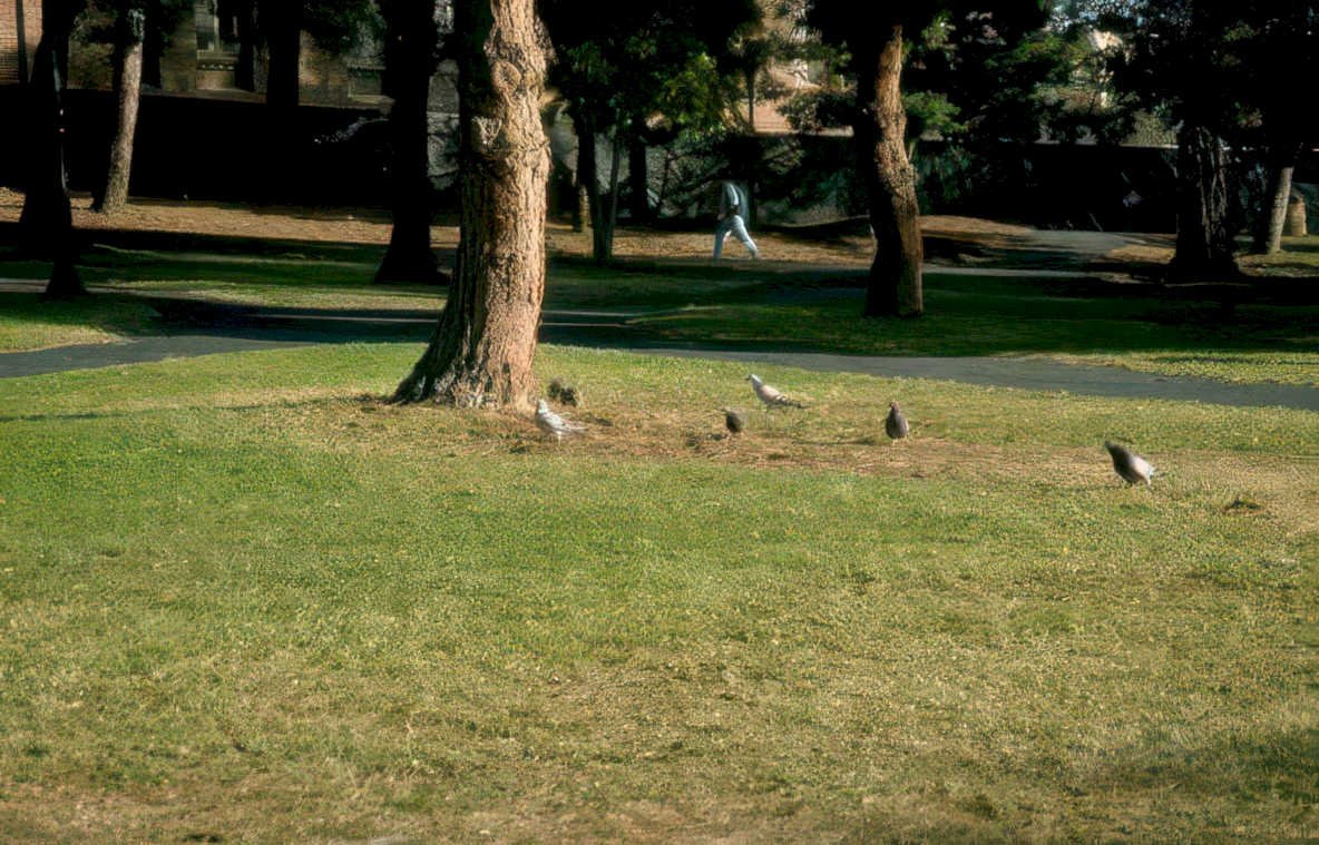 pigeons grass tree 2 Vintage A4 Photo Print