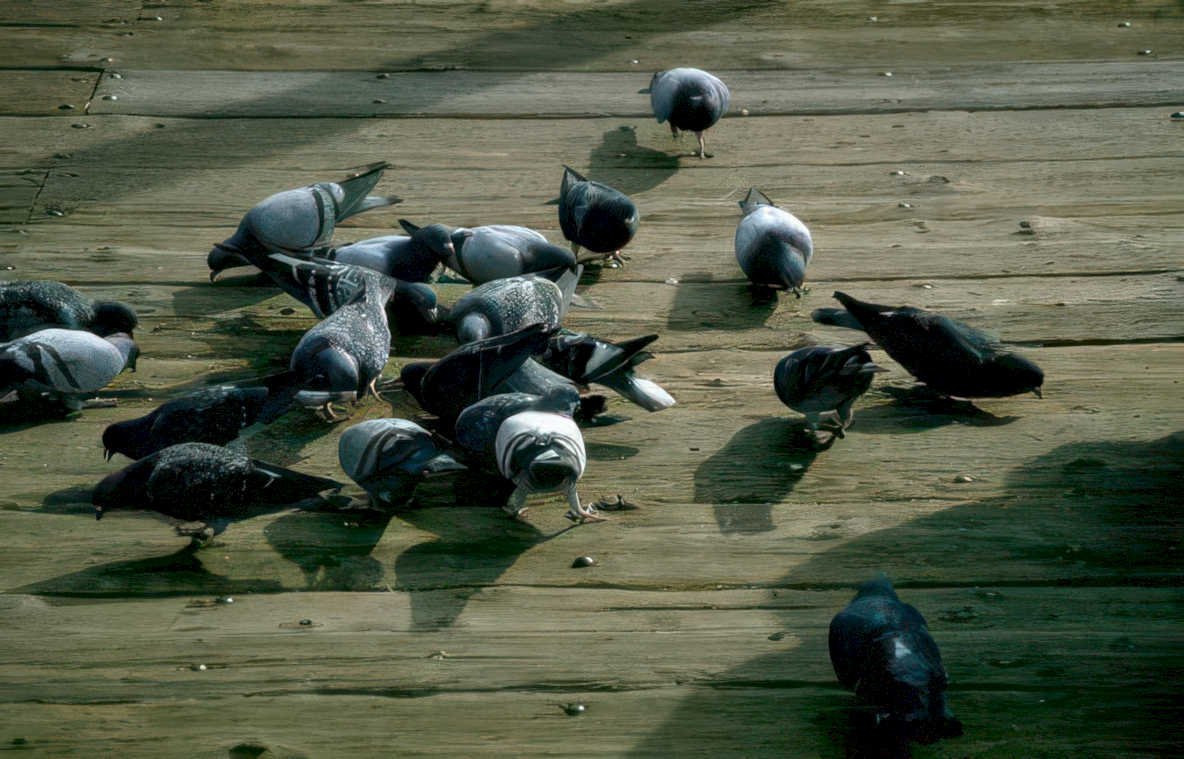 pigeons waterfront park Vintage A4 Photo Print