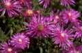 pigface flowers bee Vintage A4 Photo Print
