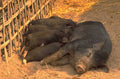 piglet farm scene 1980s 1990s A4 Photo Print