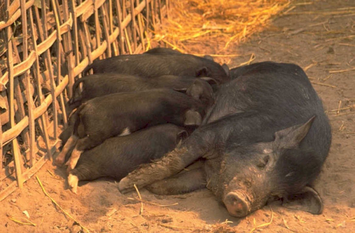 piglet farm scene 1980s 1990s A4 Photo Print