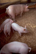 piglet hog pen 1980s 1990s A4 Photo Print