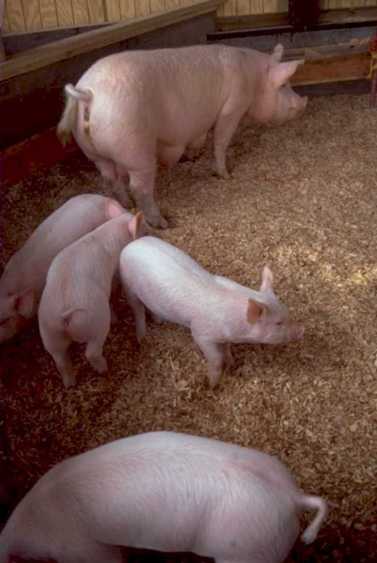 piglet hog pen 1980s 1990s A4 Photo Print