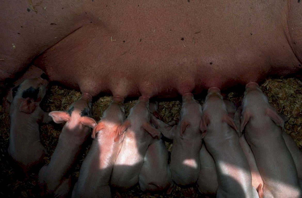 piglet nursing sow1980s 1990s A4 Photo Print