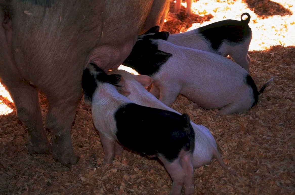 piglets farm scene1980s 1990s A4 Photo Print