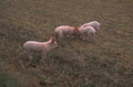 piglets mud straw 1980s 1990s A4 Photo Print