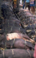 pigs bamboo poles 1980s 1990s A4 Photo Print