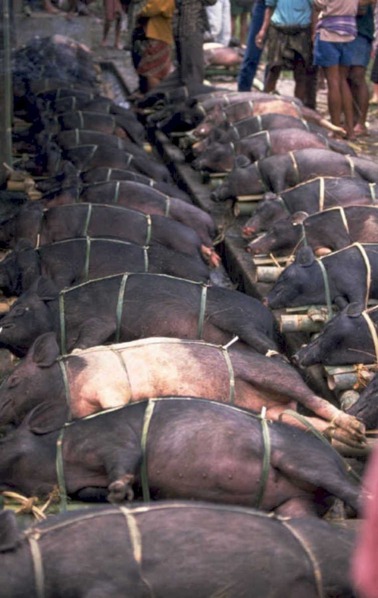 pigs bamboo poles 1980s 1990s A4 Photo Print