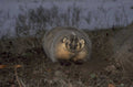 pika hillside gray 1980s 1990s A4 Photo Print