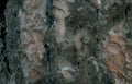 pine bark scales Vintage A4 Photo Print