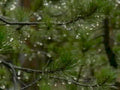pine branch rain1980s 1990s A4 Photo Print