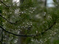 pine branch water1980s 1990s A4 Photo Print