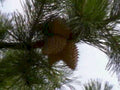 pine cone forest1980s 1990s A4 Photo Print