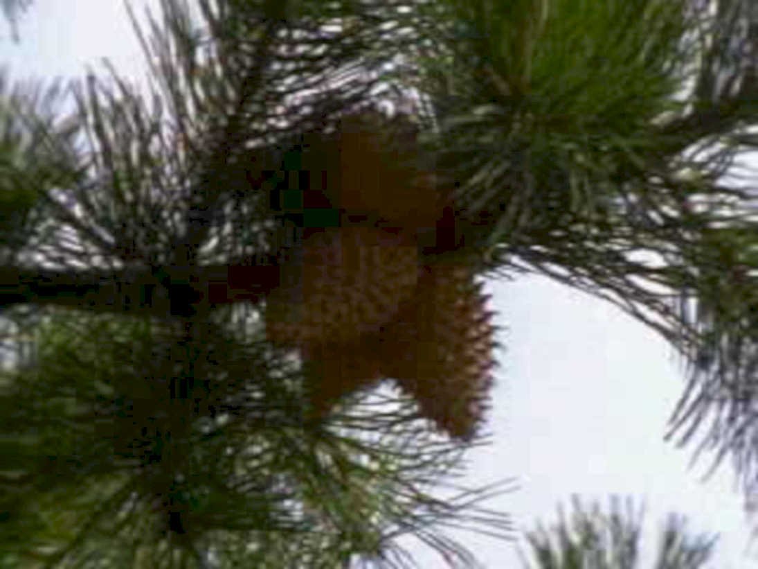 pine cone forest1980s 1990s A4 Photo Print