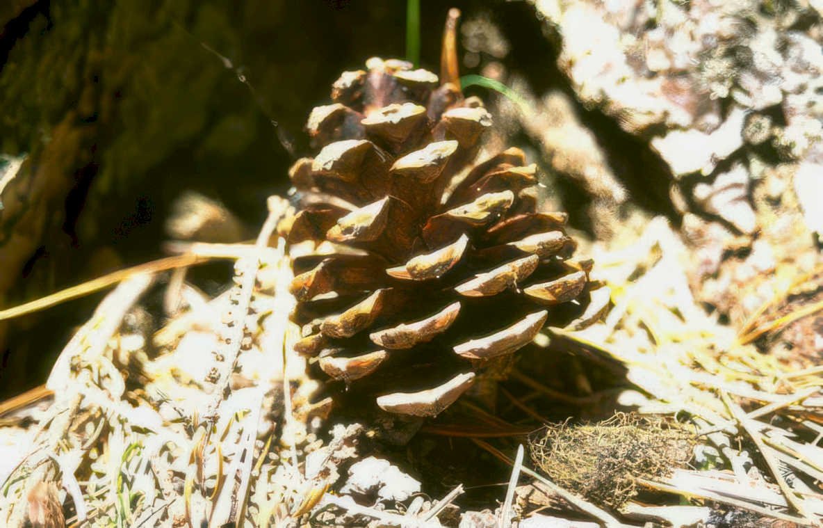 pine cone texture Vintage A4 Photo Print