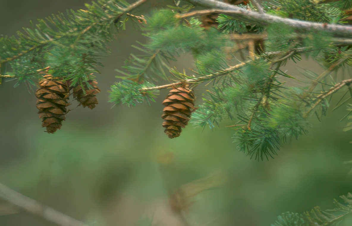 pine cones branch Vintage A4 Photo Print