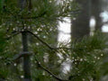 pine droplets forest1980s 1990s A4 Photo Print