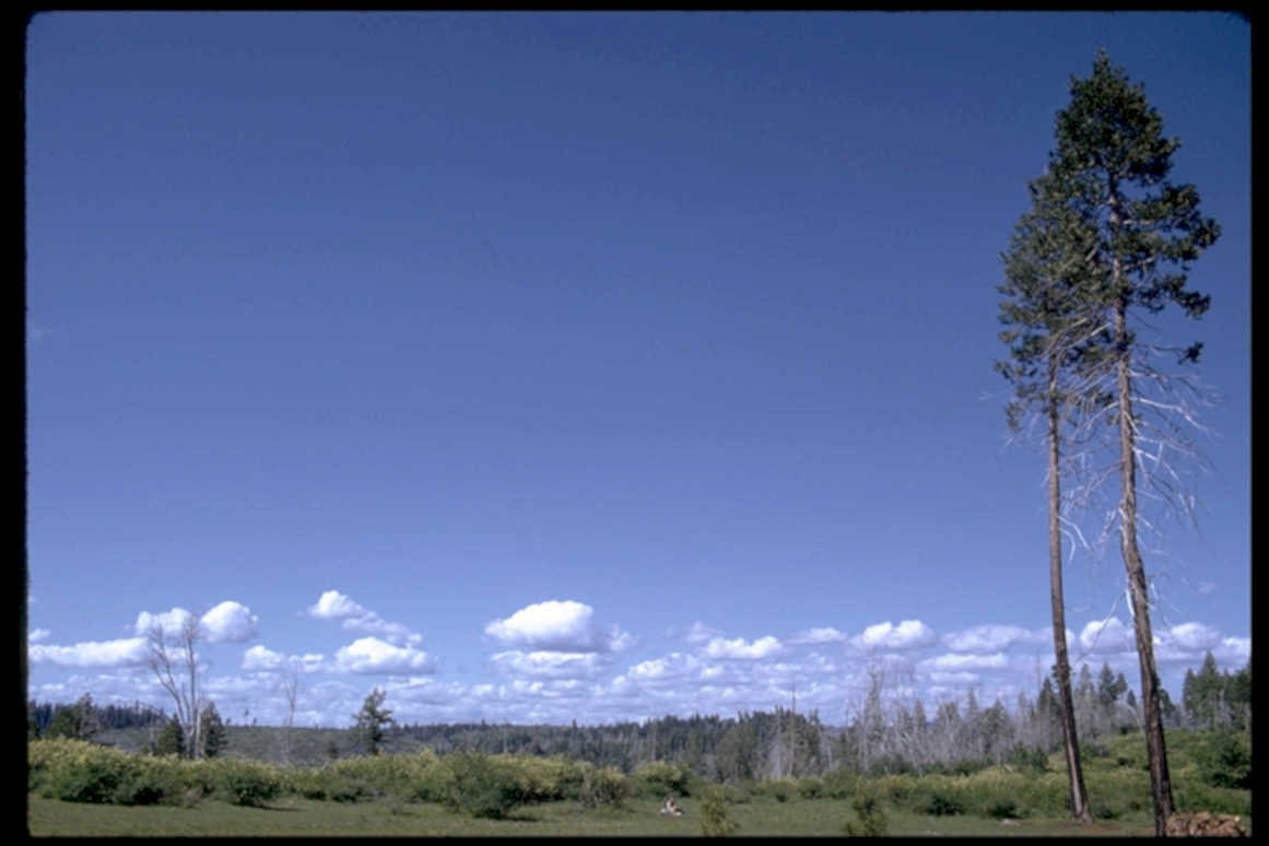 pine forest oregon1980s 1990s A4 Photo Print