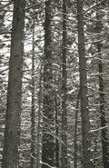 pine forest winter 1 1980s 1990s A4 Photo Print