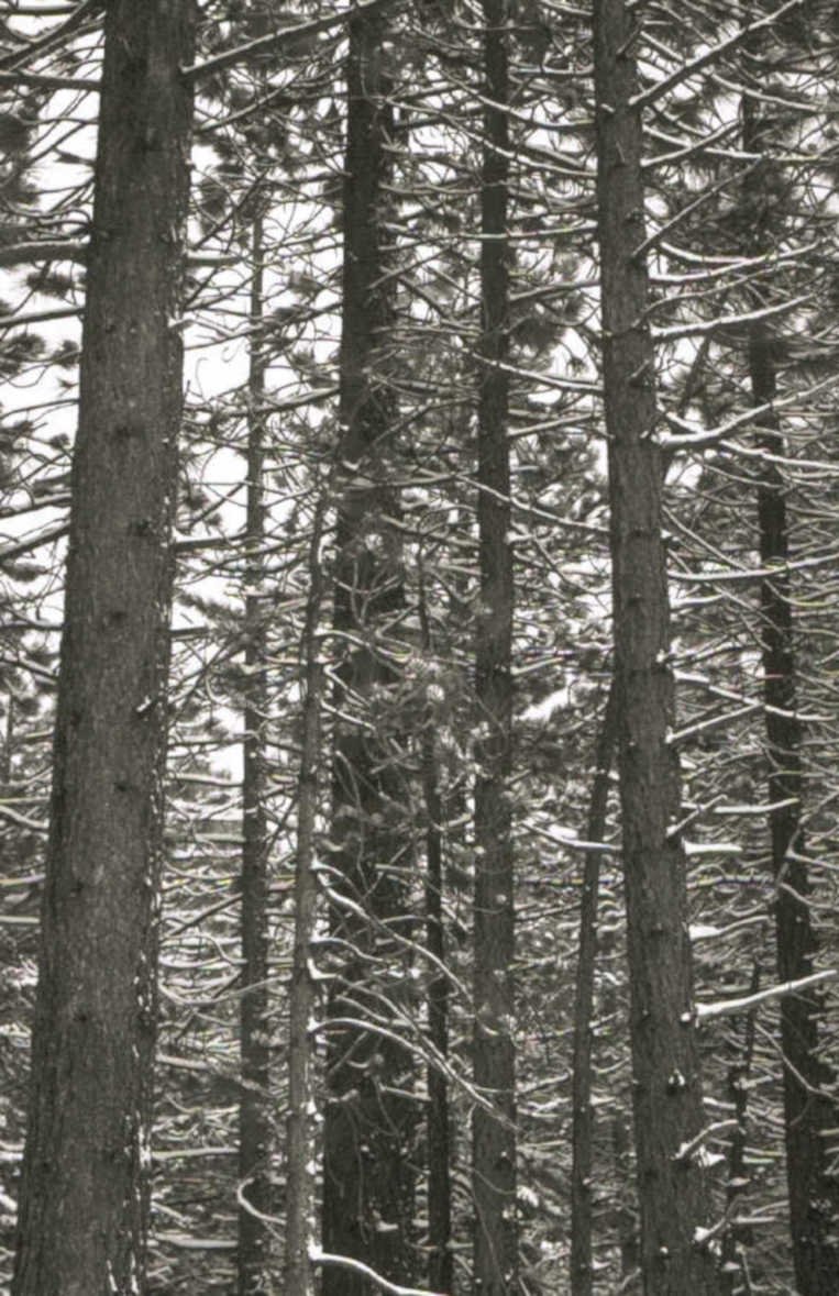 pine forest winter 1 1980s 1990s A4 Photo Print