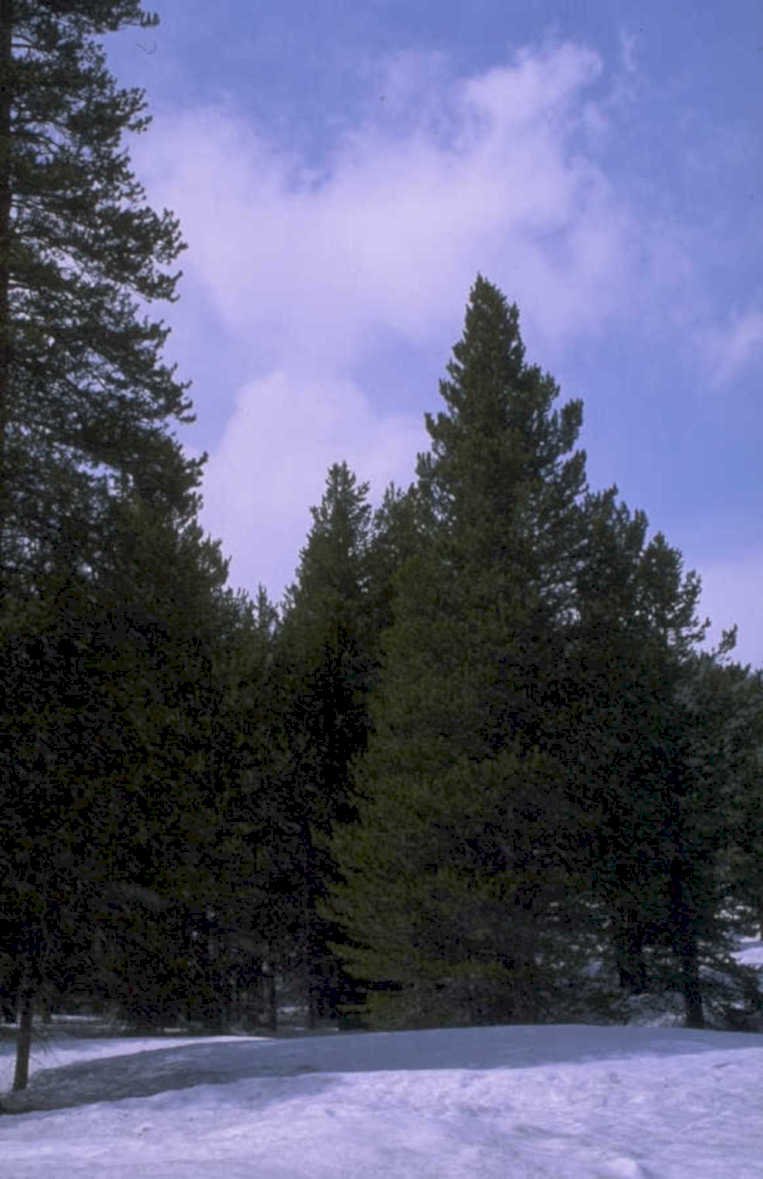 pine forest winter 2 1980s 1990s A4 Photo Print