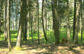 pine grove lakeview Vintage A4 Photo Print