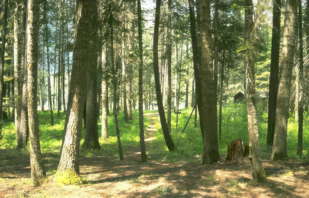 pine grove lakeview Vintage A4 Photo Print