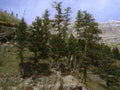 pine hill forest1980s 1990s A4 Photo Print