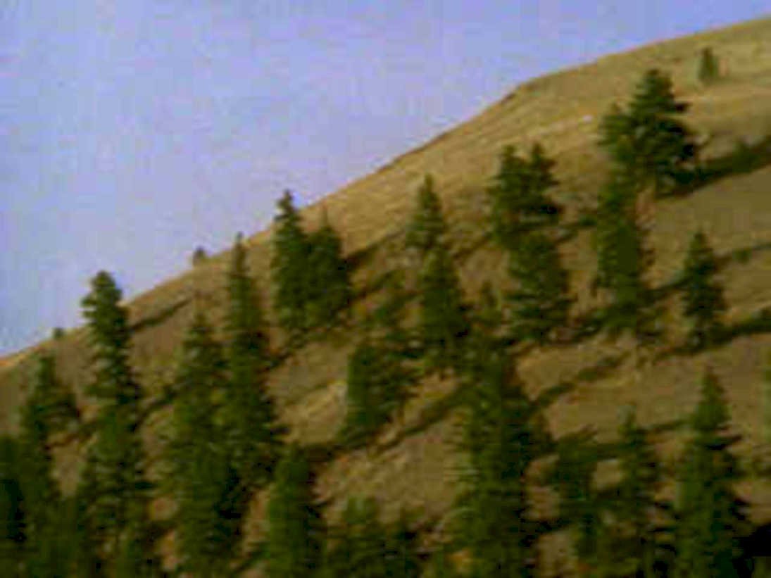 pine hillside sky1980s 1990s A4 Photo Print