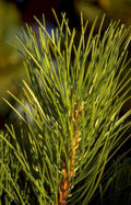 pine needle cone Vintage A4 Photo Print