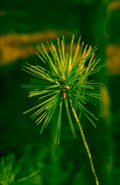 pine needle forest1980s 1990s A4 Photo Print