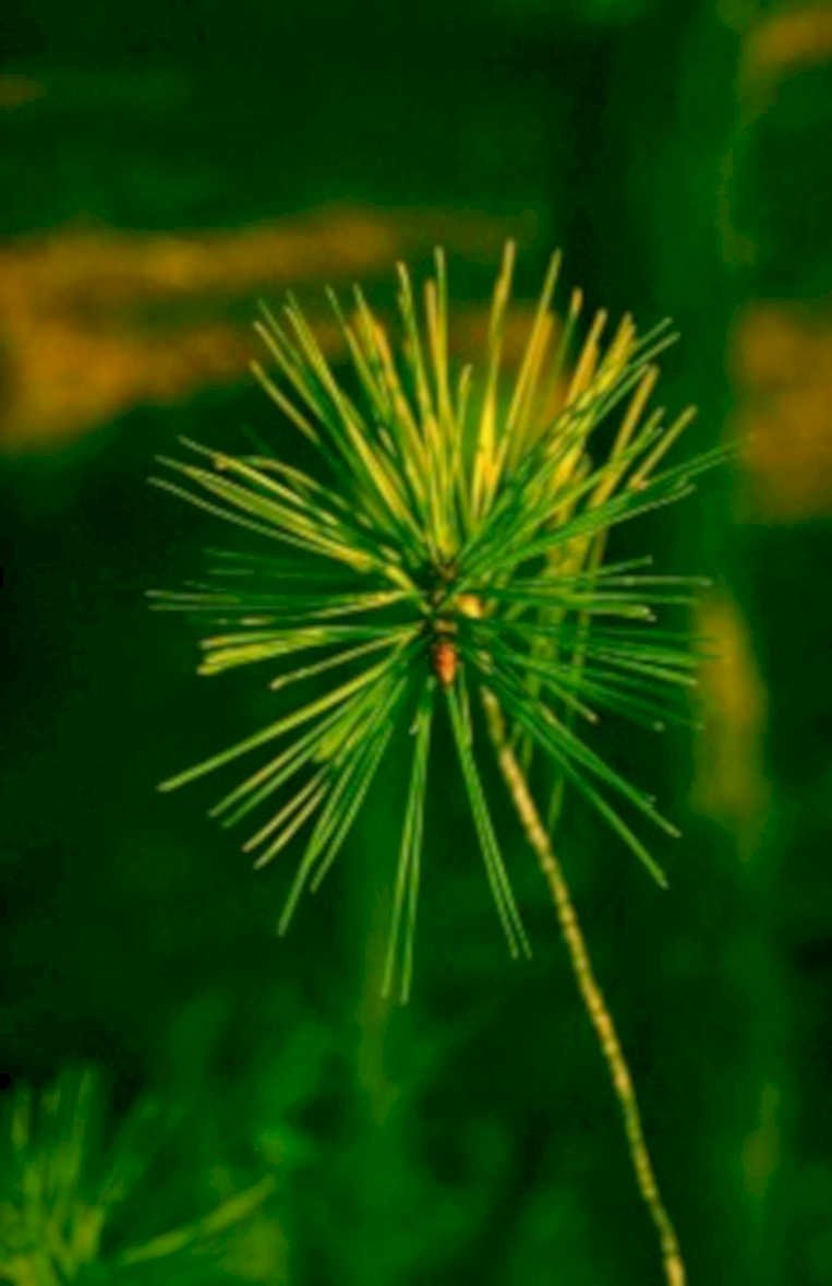 pine needle forest1980s 1990s A4 Photo Print